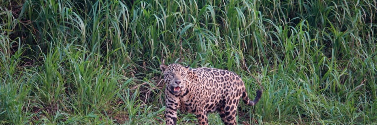 Galapagosian! Up close and personal encounters with wildlife in Brazil