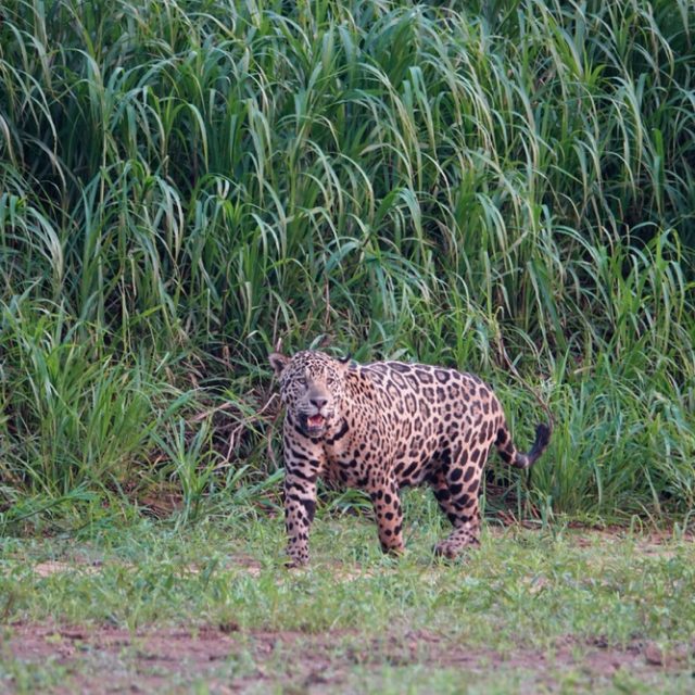 Jaguar in Brazil