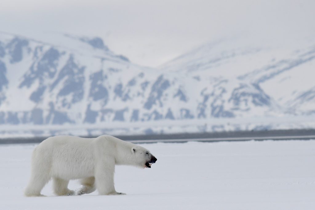 Polar Bear at Floe edge