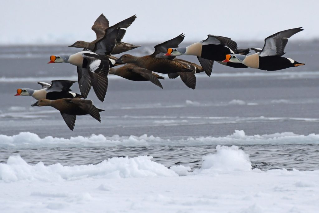 King Eiders flying near floe edge