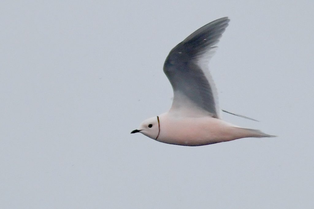 Ross's Gull near Pond Inlet