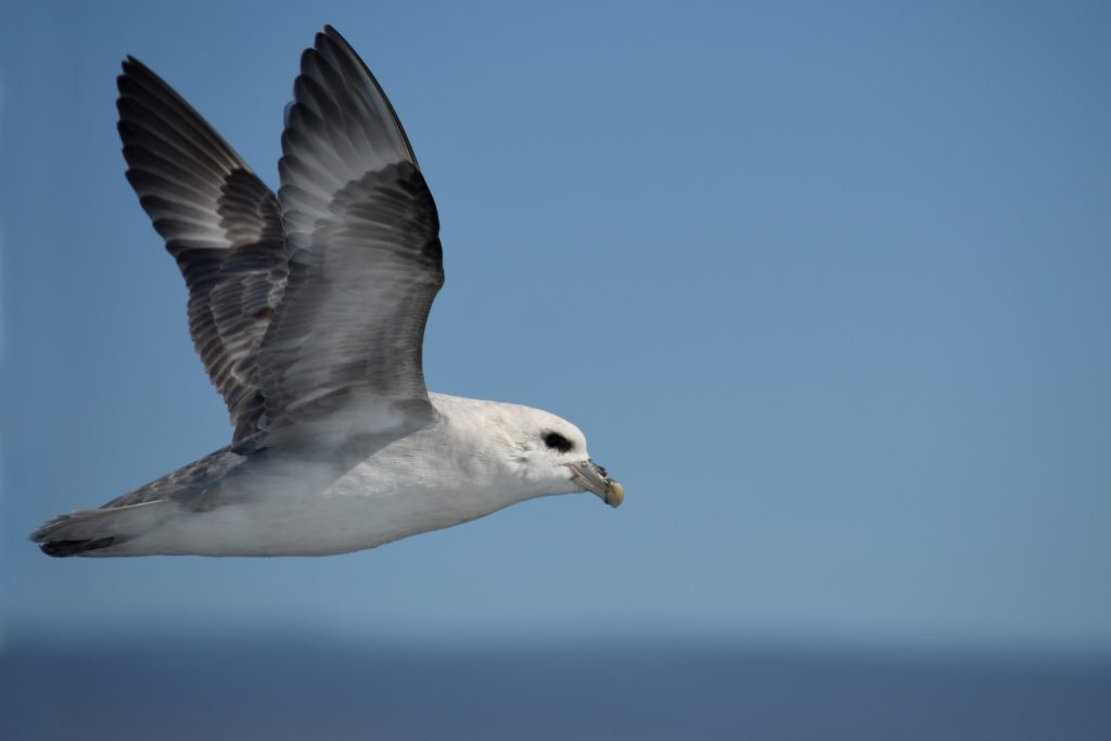 Northern Fulmar flying