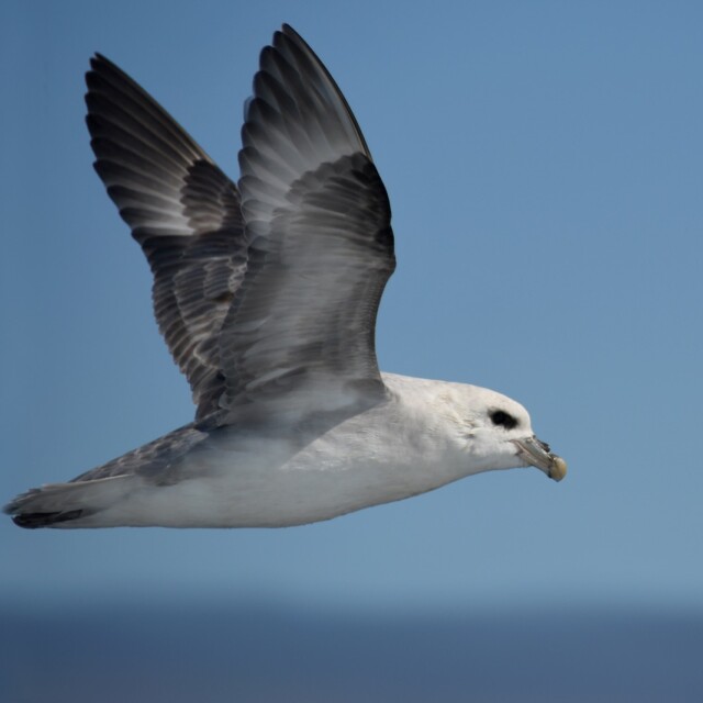 Northern Fulmar flying