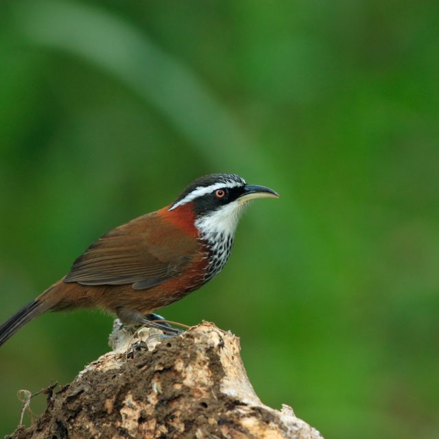 Lesser Scimitar Babbler