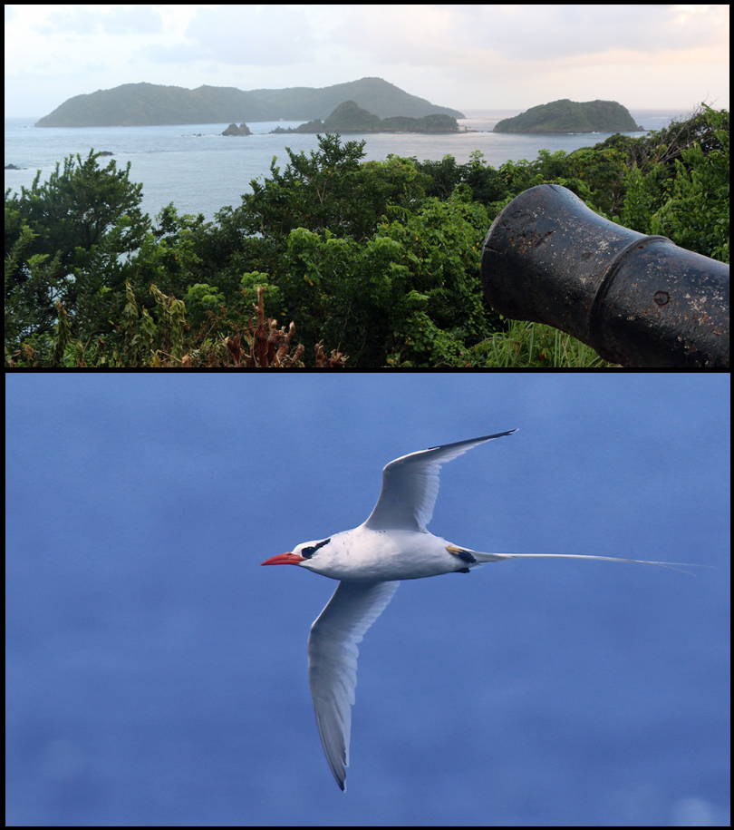 Little Tobago & Red-billed Tropicbird