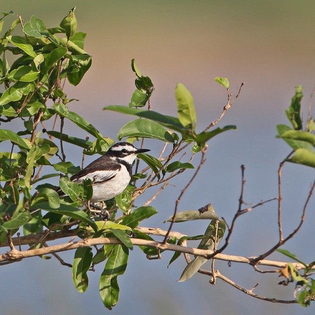 Mekong Wagtail (Motacilla samveasnae) adult male perched in bush