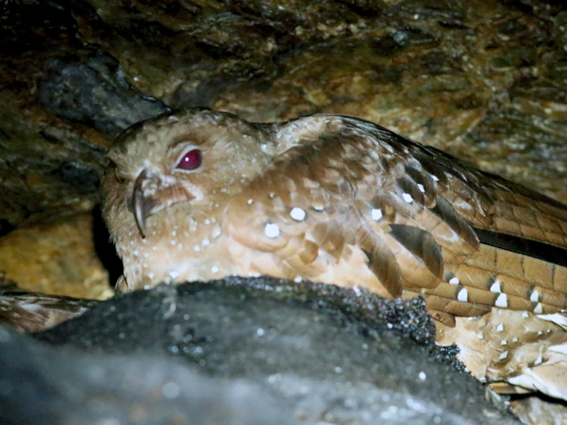 Oilbird
