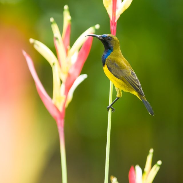 Olive-backed Sunbird