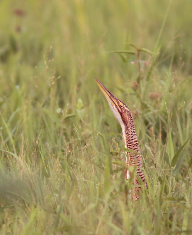 Pinnated BIttern 