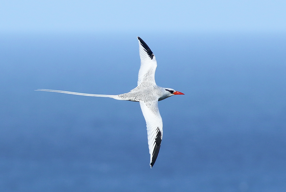Red-billed Tropicbird