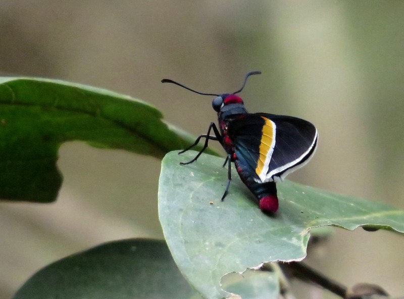 Royal Firetip Skipper