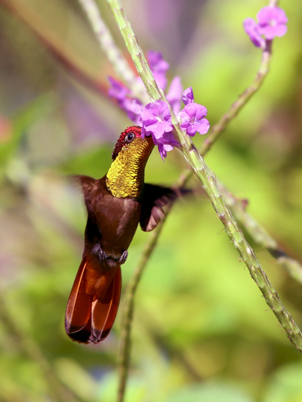 Ruby Topaz at flower