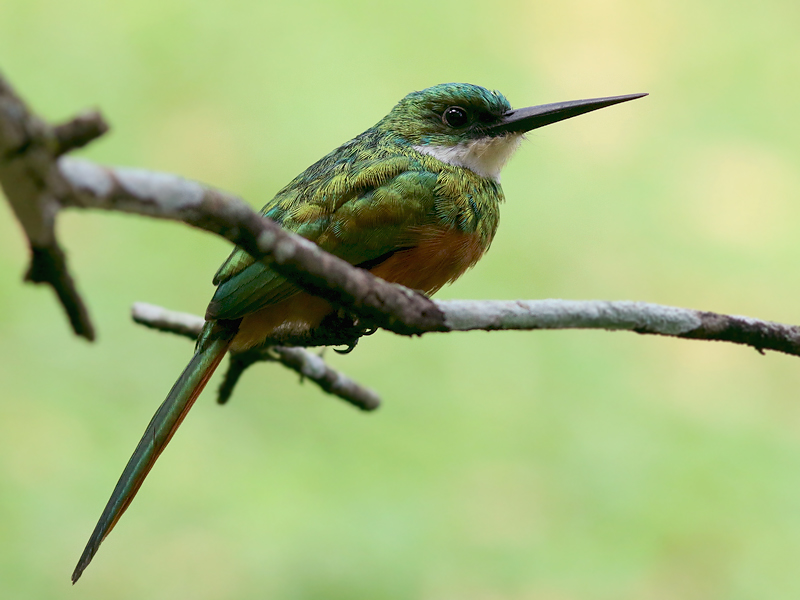 Rufous-tailed Jacamar