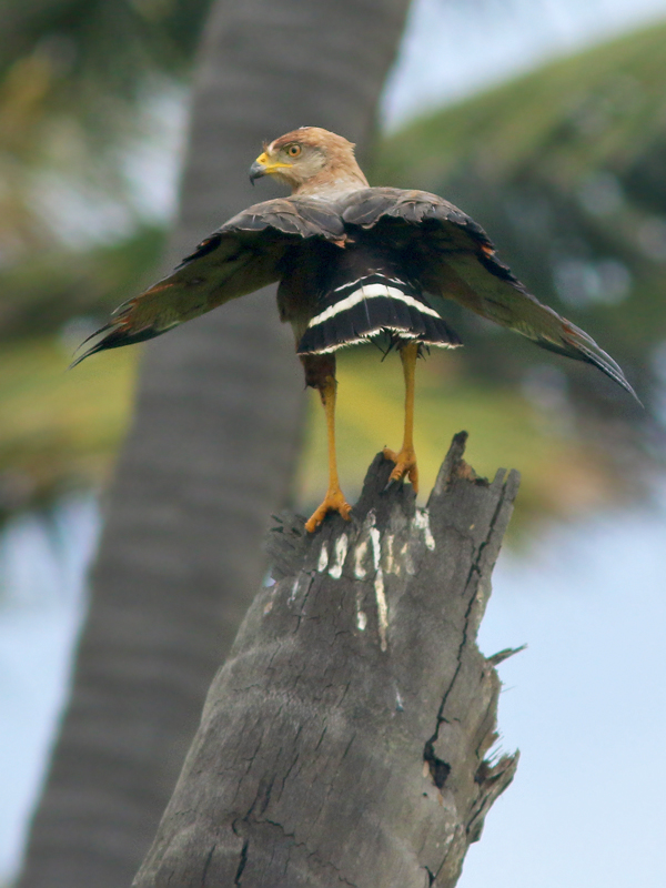 Savannah Hawk taking off