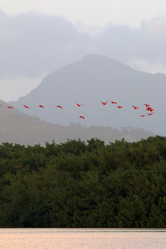 Scarlet Ibis flying