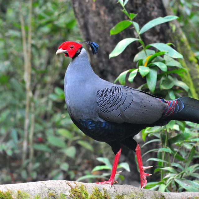 Siamese Fireback