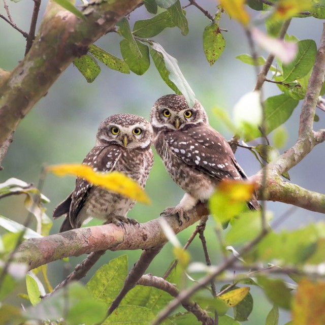 Spotted Owlet pair