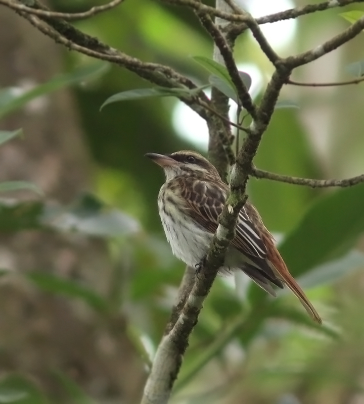 Streaked Flycatcher