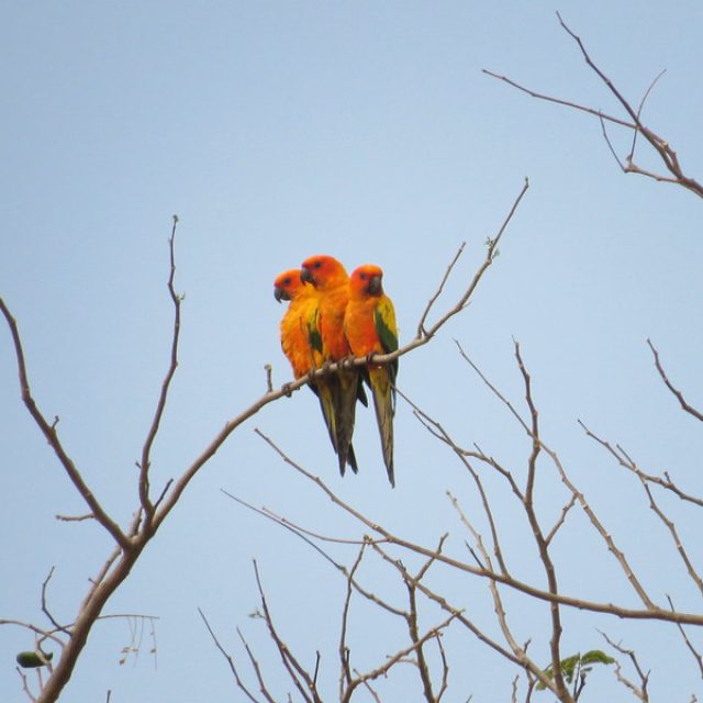 Sun Parakeets