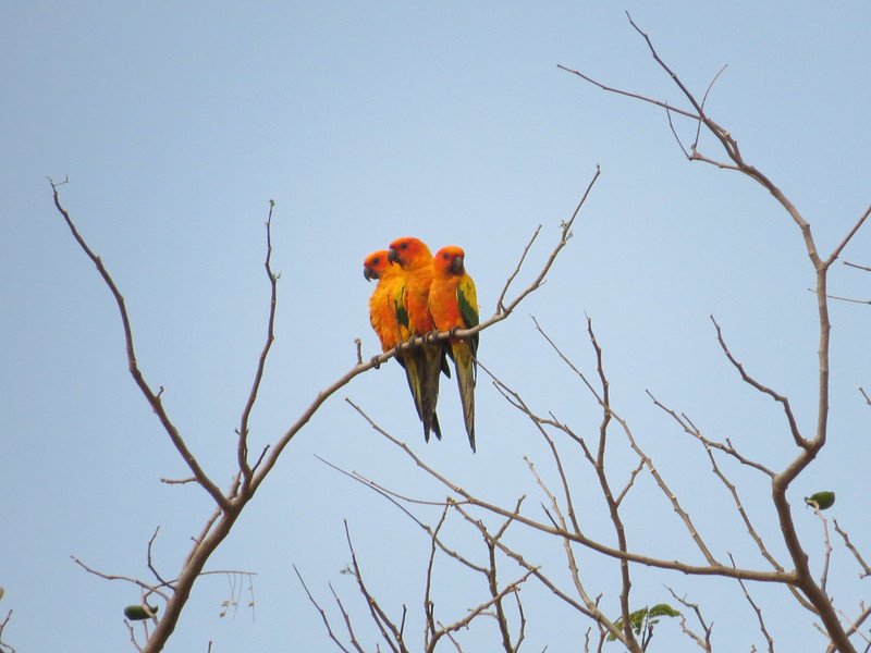 Sun Parakeets