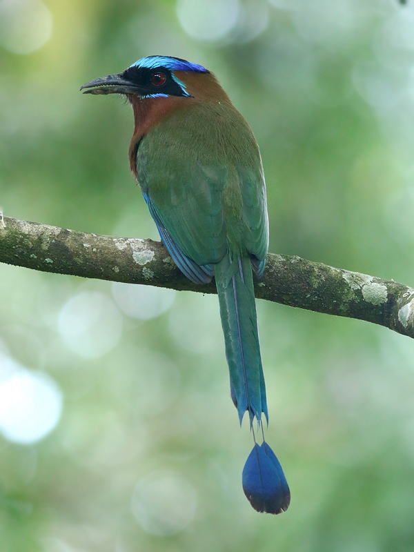 Trinidad Motmot