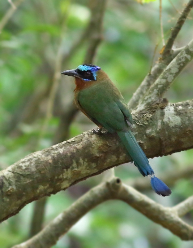 Trinidad Motmot