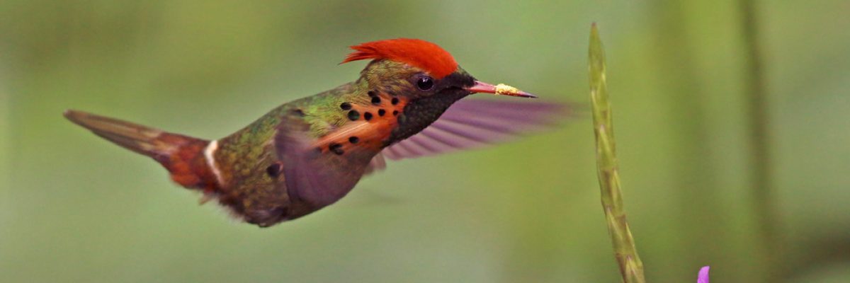 Trinidad & Tobago birding tour 2017