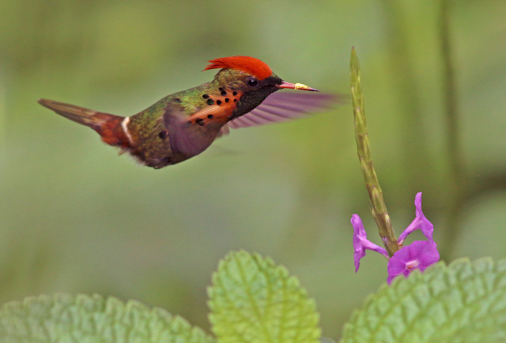 Tufted Coquette at flower