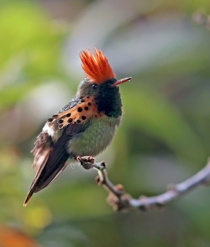 Tufted Coquette