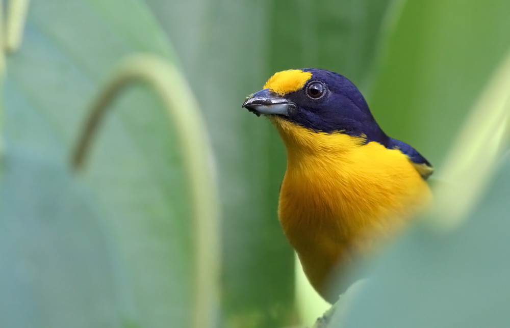 Violaceous Euphonia