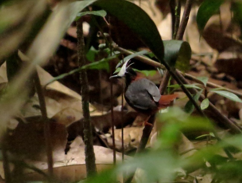 White-plumed Antbird