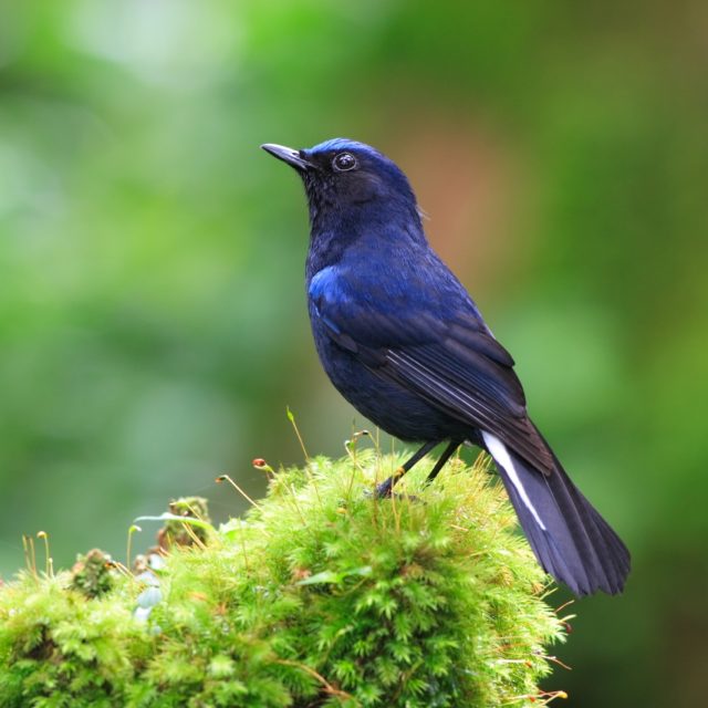 White-tailed Blue Robin