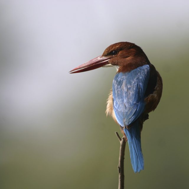 White-throated Kingfisher