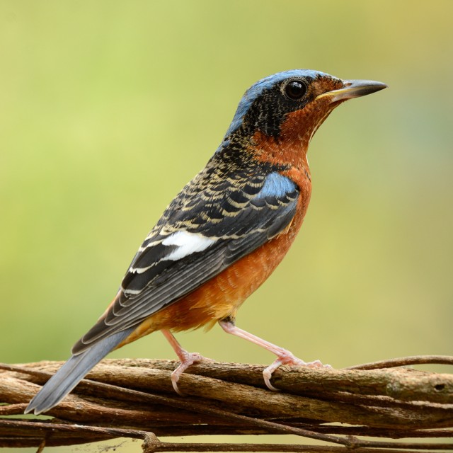 White-throated Rock-thrush
