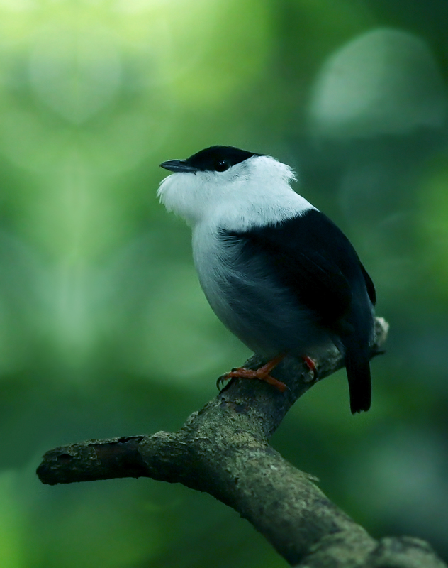 White-bearded Manakin