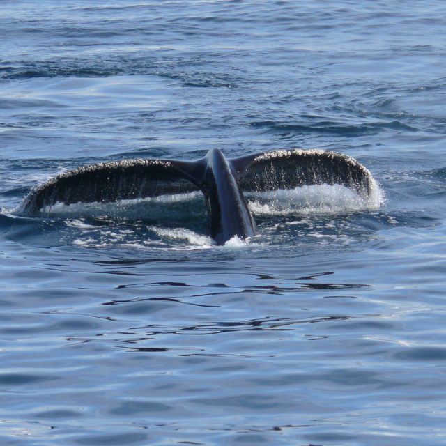 Humpback whales in Antarctica