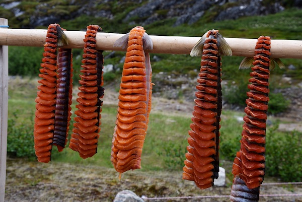 drying Arctic Char