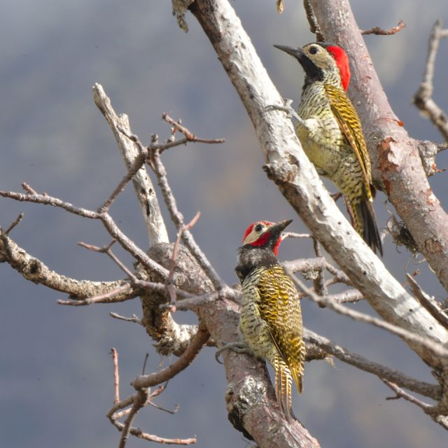A pair of Black-necked Woodpeckers, Colaptes atricollis, in bare tree near the Maranon River in Northern Peru