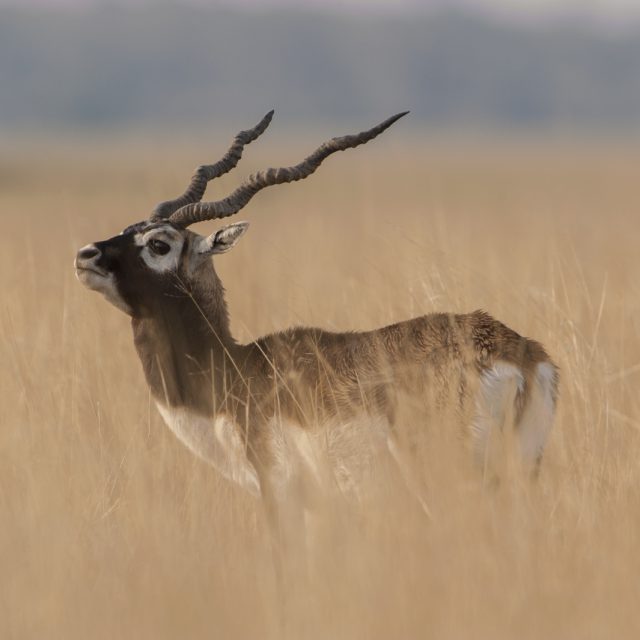 Blackbuck Antelope