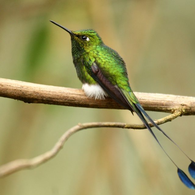 Booted Racket-tail
