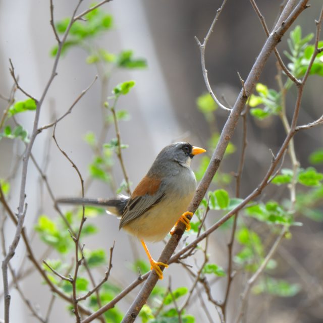 A Buff-bridled Inca Finch, Incaspiza laeta, looking in charge along the Maranon River in Northern Peru