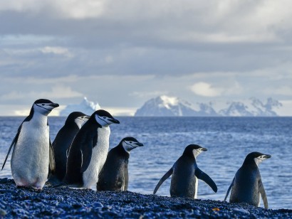 Celebrating Antarctica Cruise