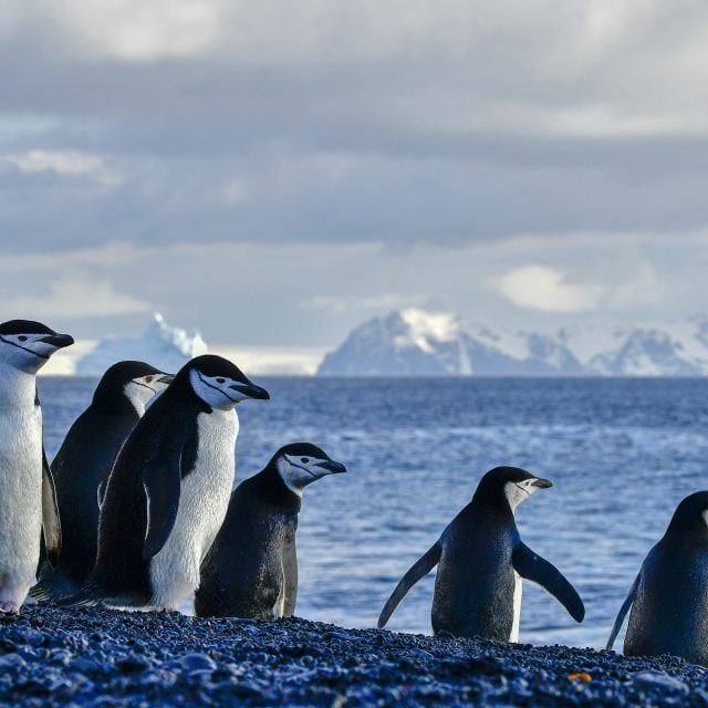 Chinstrap Penguins