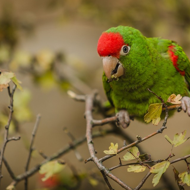cordilleran parakeet