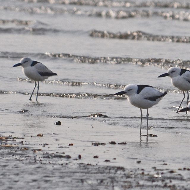Crab Plover