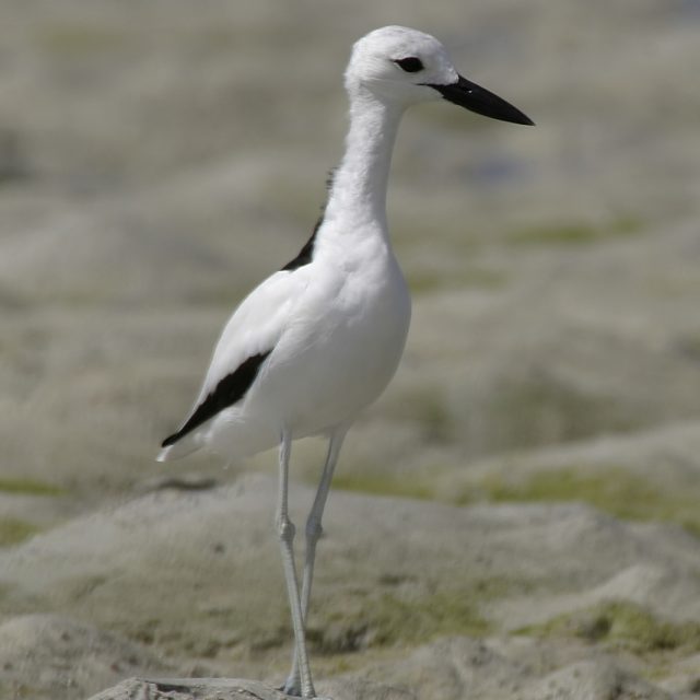 Crab Plover