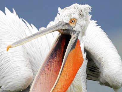 Western India & the Himalaya