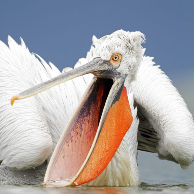 Dalmatian Pelican