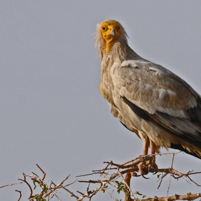 Egyptian Vulture