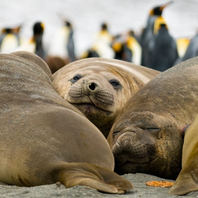 Elephant seals with King Penguins in background